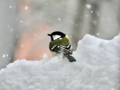 雪と野鳥⑥