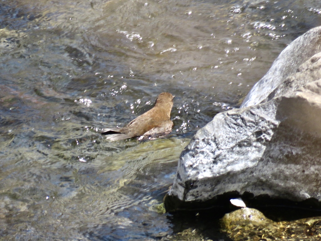 カワガラスカワガラス
