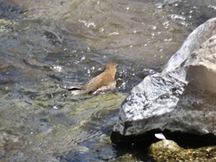 カワガラスカワガラス