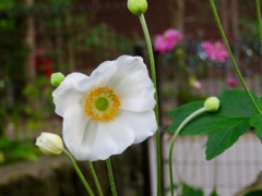 庭の秋明菊