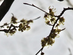 逆光のマンサク