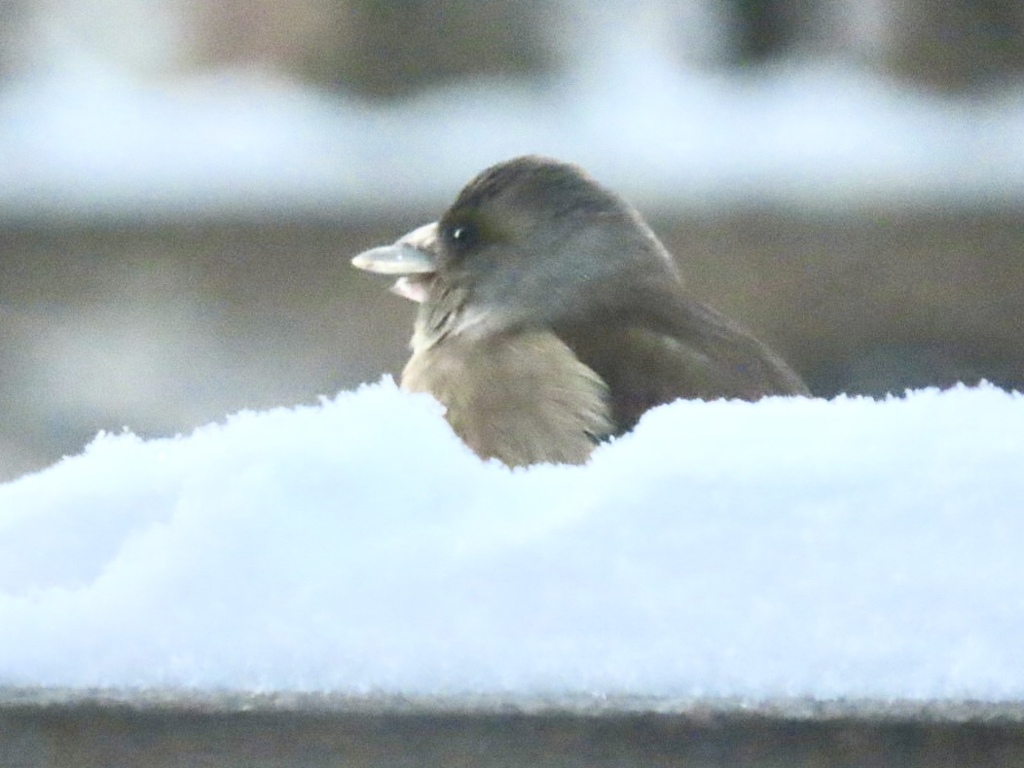 雪の中のカワラヒワ①