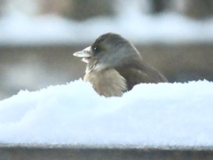 雪の中のカワラヒワ①