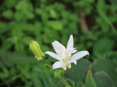 白花ホトトギス