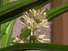 10数年に一度の花