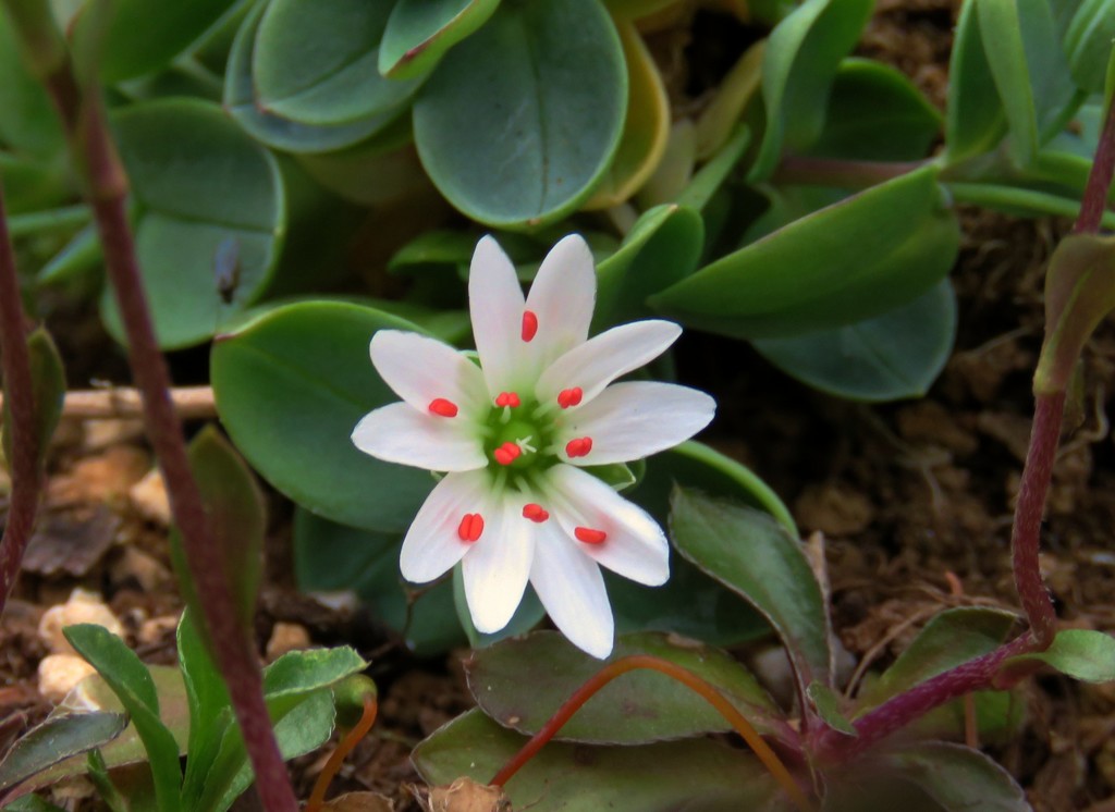 庭の花６
