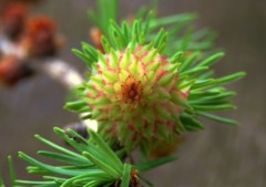 カラマツの雌花