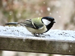 雪の中のシジュウカラ