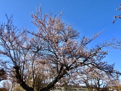 近所の公園のソメイヨシノ