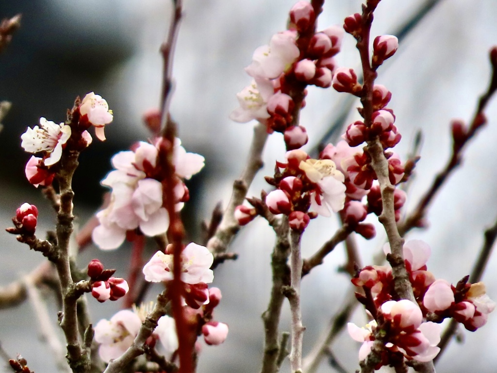 梅の花