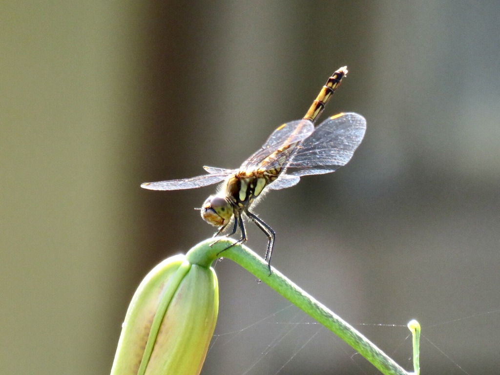 尾っぽを高々と