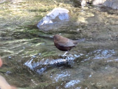 湯川のカワガラス3