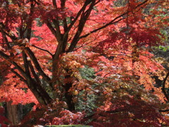 セキレイ橋横②