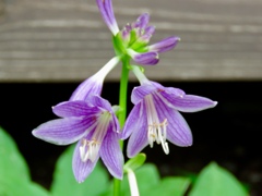 野生のギボウシの花