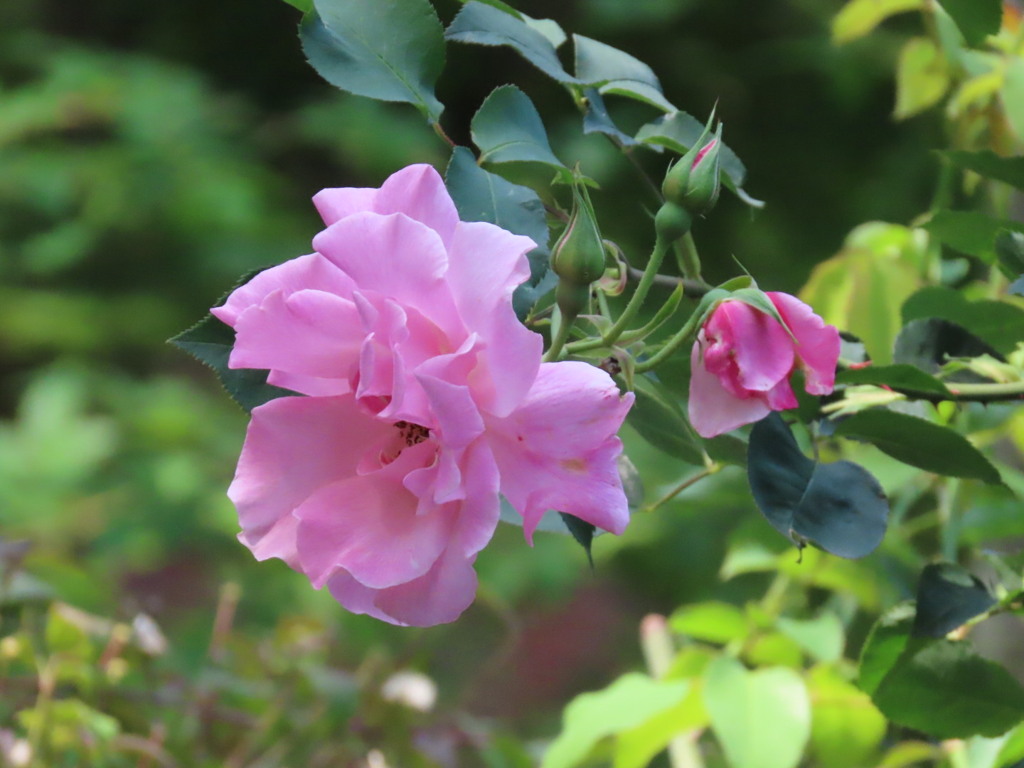 庭の薔薇