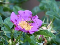 薔薇の花に