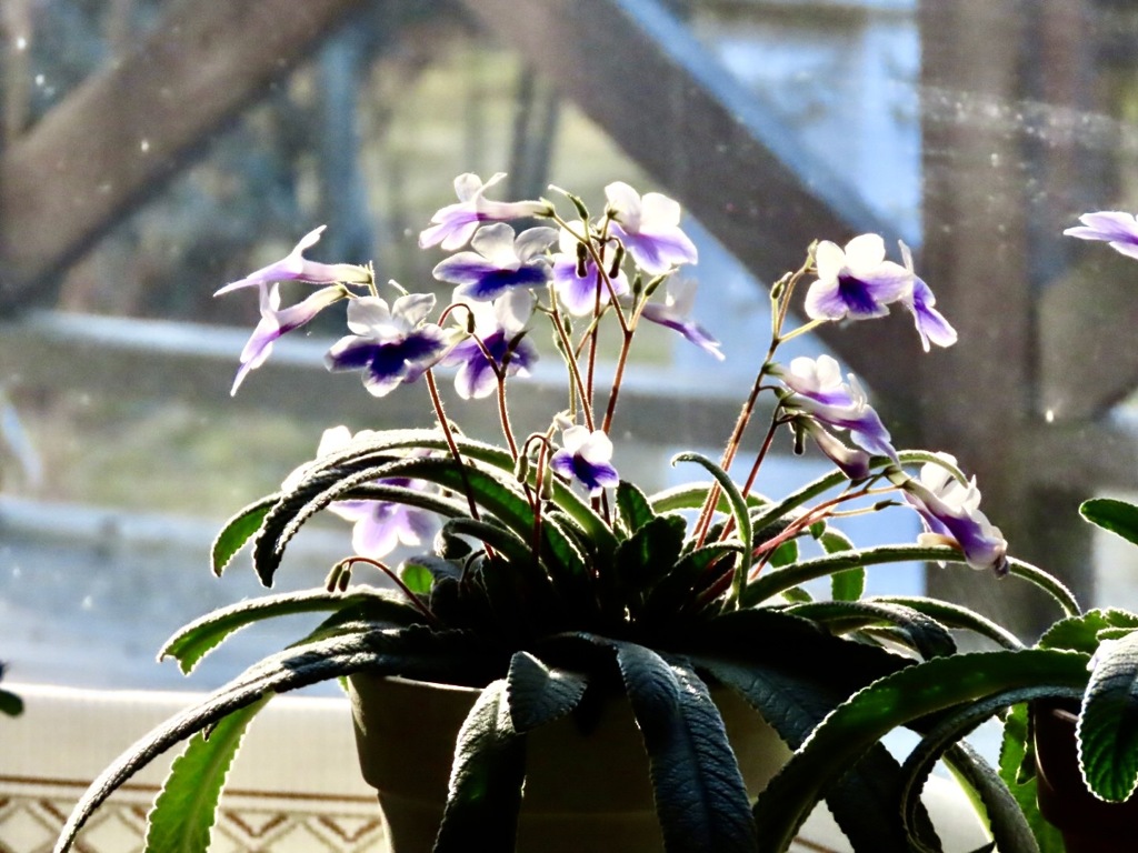 ストレプトカーパス