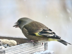 餌台のカワラヒワ①