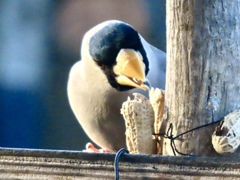 今季初見のイカル②
