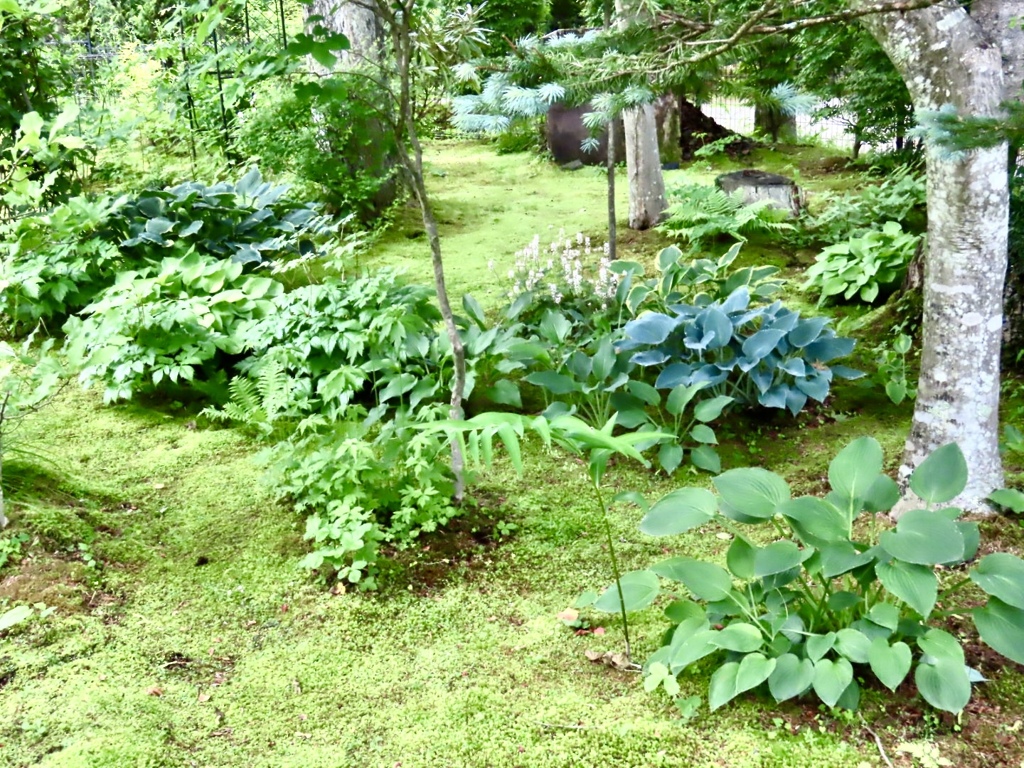 庭のホスタ