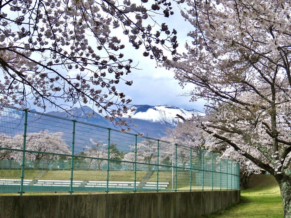 桜の間から浅間山