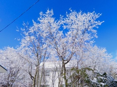 枯れ木に花が2