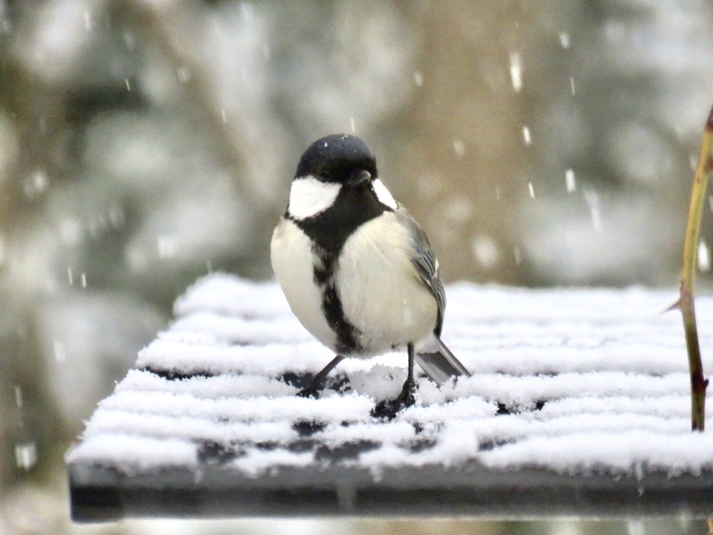 雪の降りしきる中3