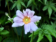 秋明菊