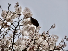 桜にヒヨドリ