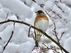 雪の中の野鳥達3