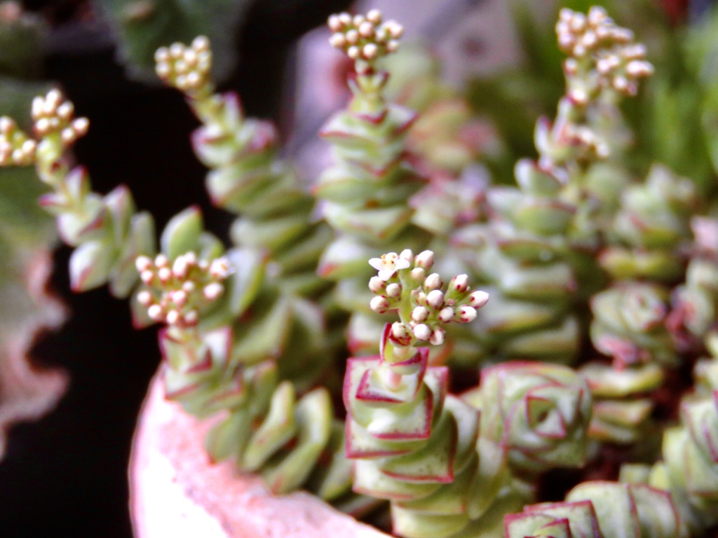 多肉植物の花