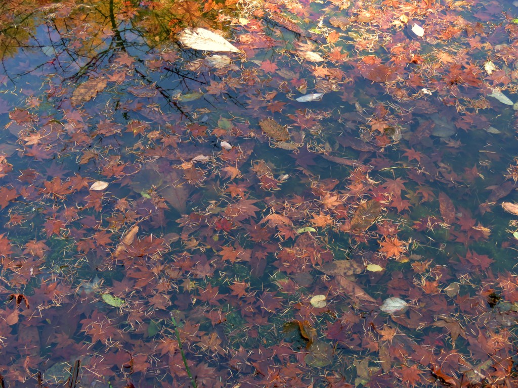 池の落葉