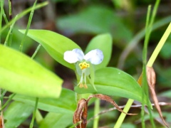 白花露草