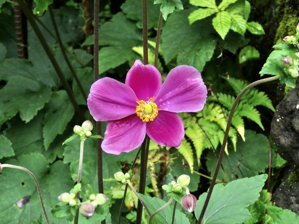 秋明菊赤花