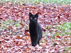 黒猫