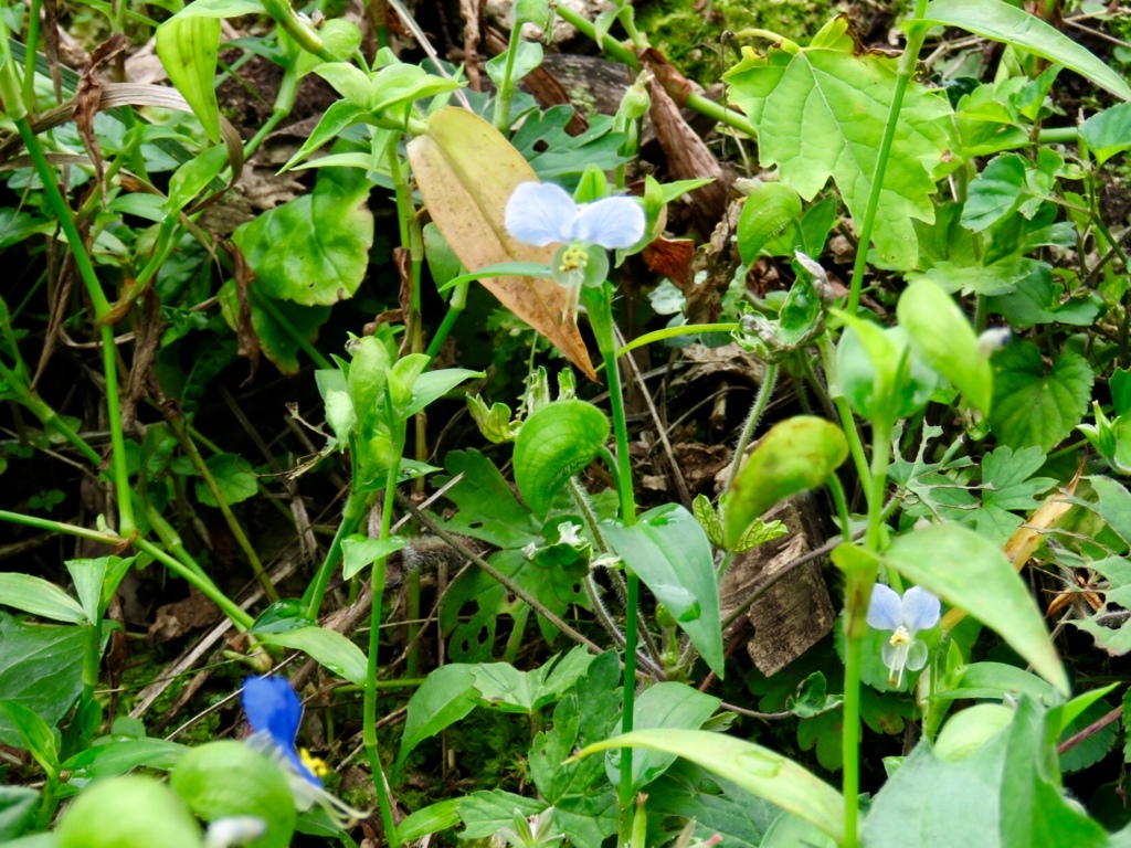 白花露草