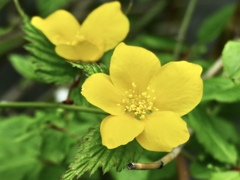 山吹