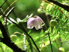 やっと開花