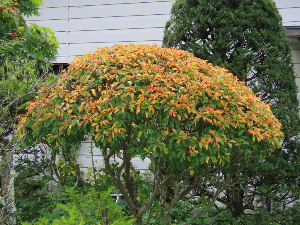 紅葉