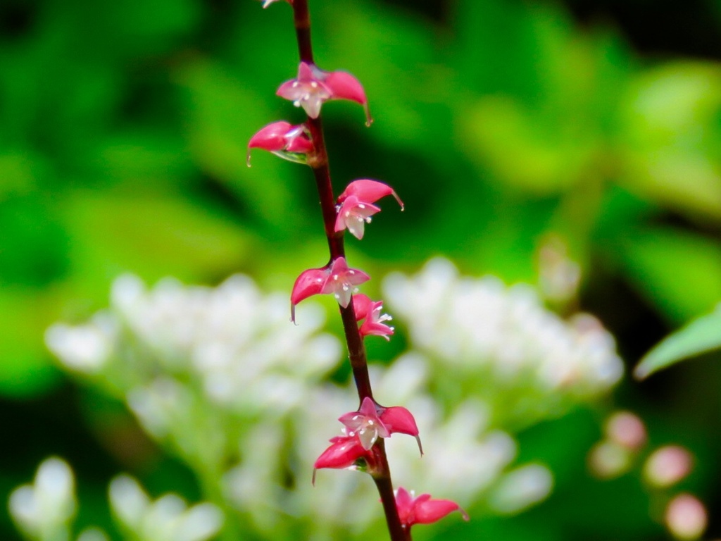 ミズヒキの花