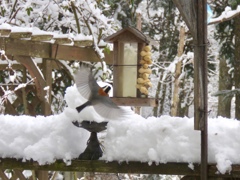 野鳥は元気1