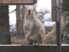 落花生を狙って