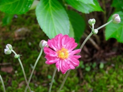 秋明菊