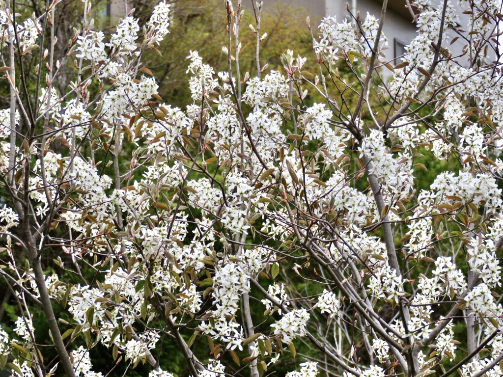 ジューンベリー