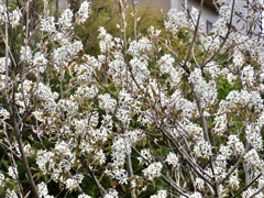 ジューンベリー