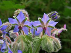 庭の花４