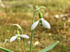 花が開いた