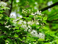 深山桜