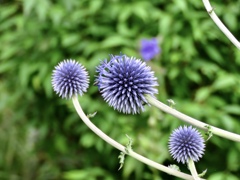 開花