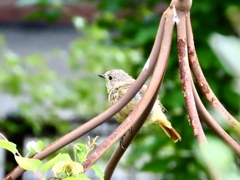 ジョウビタキ若鳥③